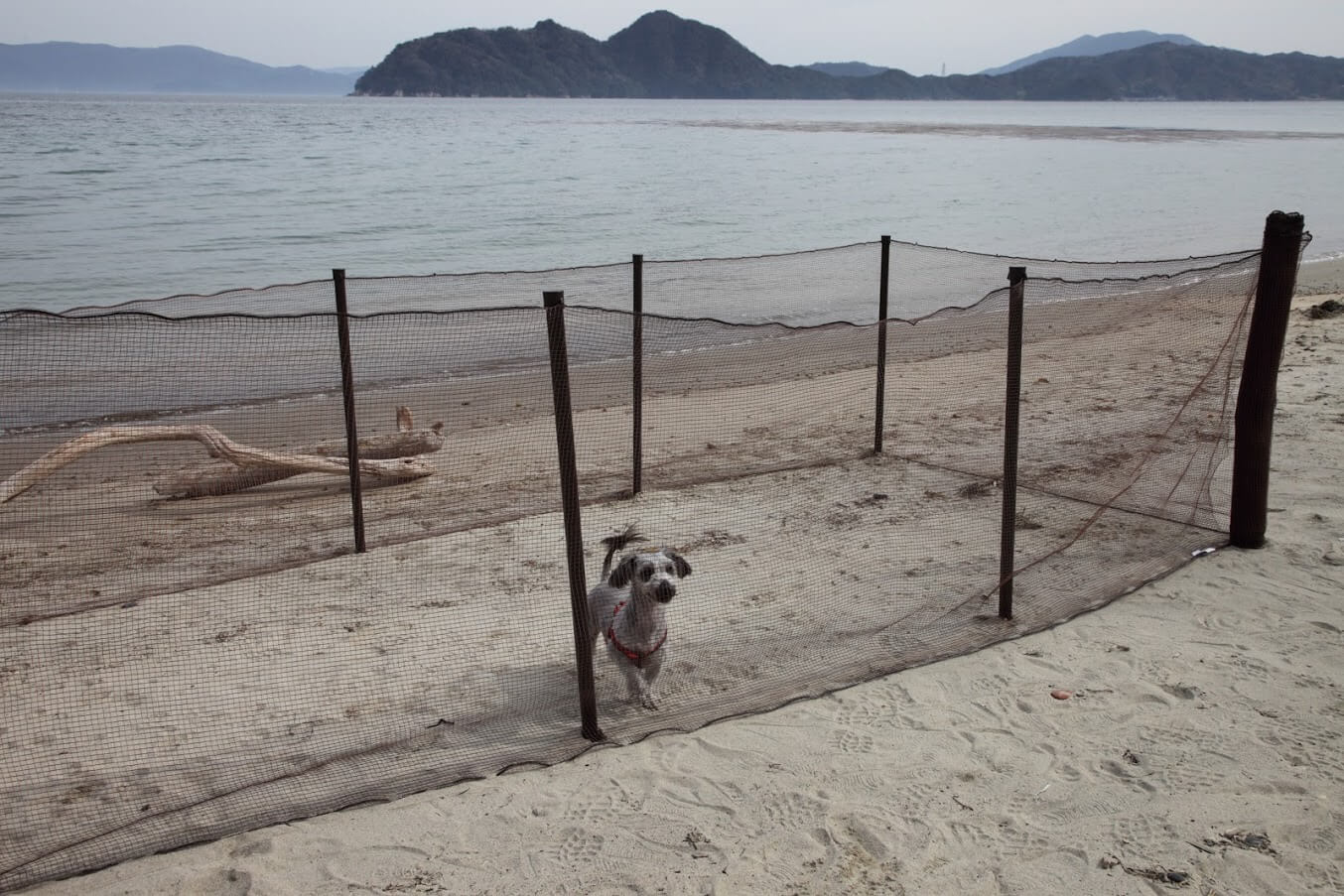 ペット 愛犬ｏｋの関西のグランピング施設 最新年版 グランピング スタイル