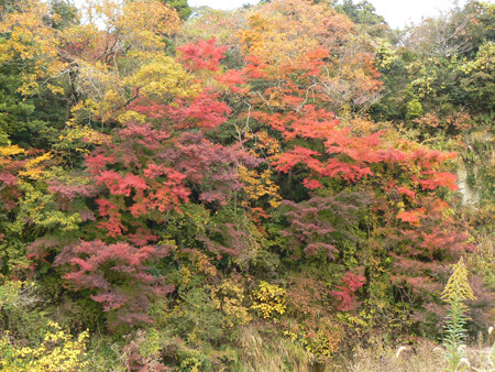 紅葉の美しい養老渓谷