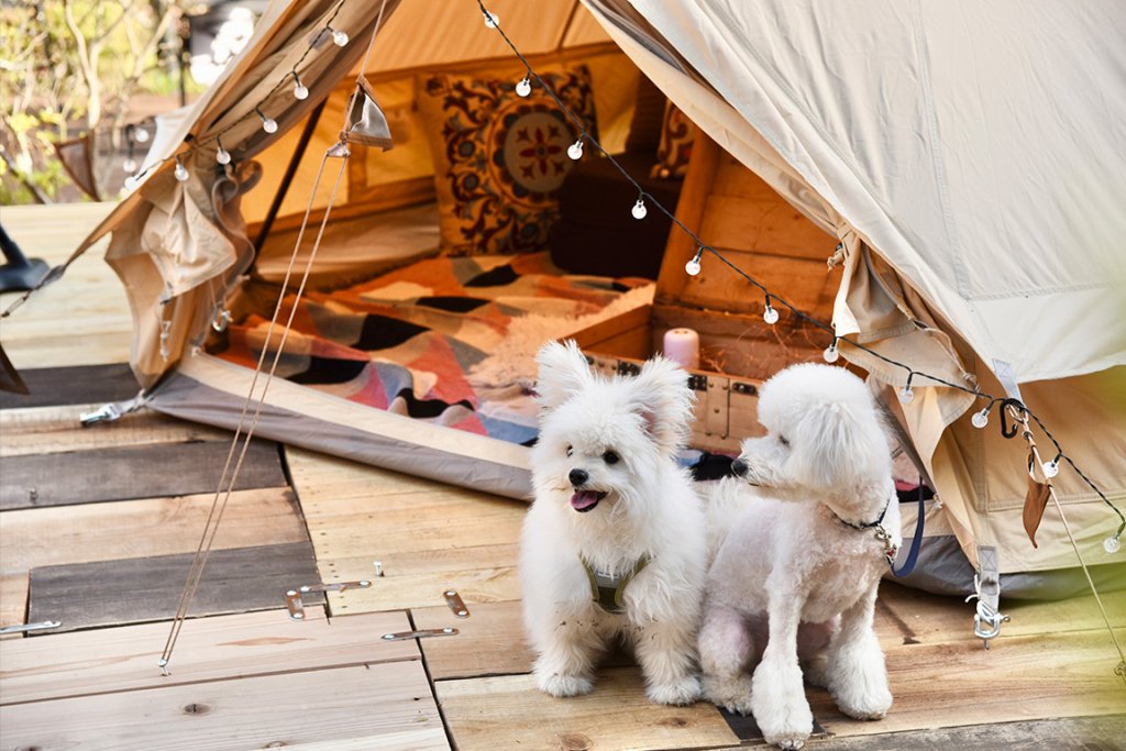 関東の日帰りグランピング県別まとめ全３５選 格安 q 温泉 グランピング スタイル