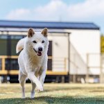 ペット・愛犬ＯＫの関西のグランピング施設２１選【2022年秋・最新情報】